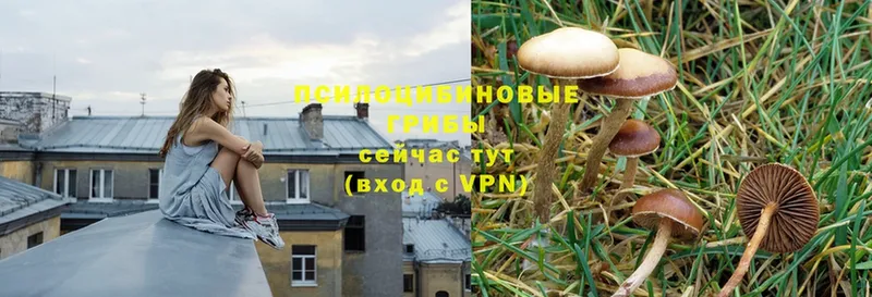 Псилоцибиновые грибы Psilocybe  Благодарный 